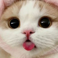Cats Fantasy (@cats_fantasy101) 's Twitter Profile