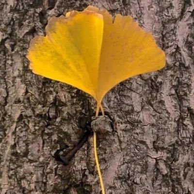 dhdhdmm's profile picture. 