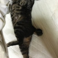 猫尻 (@ninuki_eggg) 's Twitter Profile
