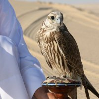 صريح جداً..🇸🇦🇦🇪 (@al_ain_uae7) 's Twitter Profile