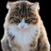halil (@halil7821) Twitter profile photo halil (@halil7821) Twitter profile photo