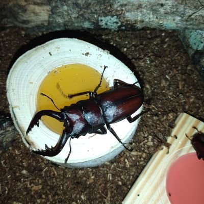 kodat1112's profile picture. 絶賛活動中!
面白いことドンドンやりたい
フォローして頂いた方はフォローさせて頂きます!