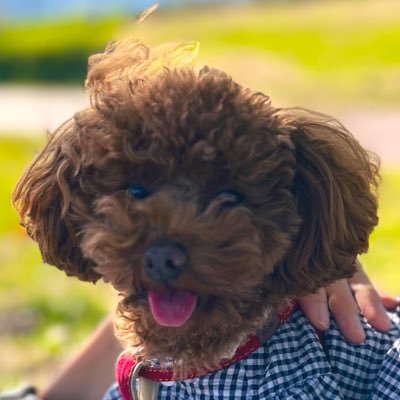 Mchika00's profile picture. いつだって大好きなのは笑点とTalking Heads