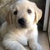 funny animals videos (@nverma20391) Twitter profile photo funny animals videos (@nverma20391) Twitter profile photo