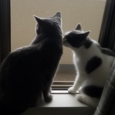 britishblue5102's profile picture. 我愛ブリショ/我愛台湾/我愛Perfume/仕事に飽きてきた特定認定看護師