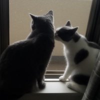 ブリ（胆石なし） (@britishblue5102) 's Twitter Profile Photo