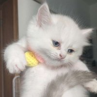 guai (@guai0040521) 's Twitter Profile