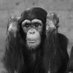 monke (@hear_no_evil) Twitter profile photo monke (@hear_no_evil) Twitter profile photo