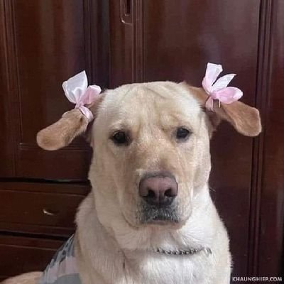 Alabaai's profile picture. 