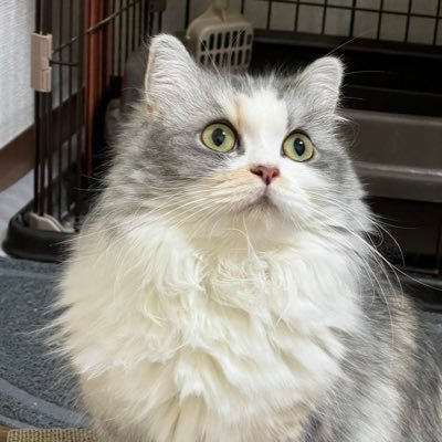 2020.7.17生まれ♀︎ミヌエットのルナです。中の人はかあちゃん。猫好きさん大歓迎!フォロー大歓迎です!猫、時々かぁちゃんの推しや、気になる事をRT。そして気まぐれにフォローさせて頂いたりします(ご挨拶は致しませんが心の中でそっと「よろしくお願いします」と囁いております❤︎)。