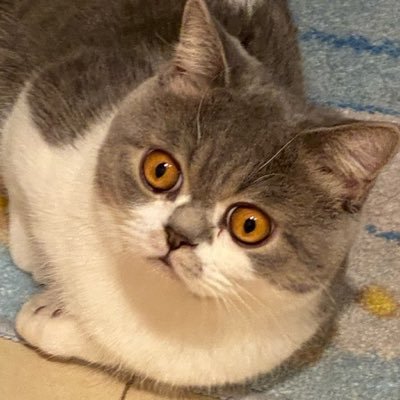 Vegas_Flower's profile picture. data @KaitoAI 🌊 | bitcoin maxi | views are my own