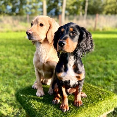 I’m Olly,I’m a working cocker spaniel and I’ve been joined by my little brother River