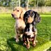 Olly and River the Working Cocker Spaniels (@OllyWCS) Twitter profile photo