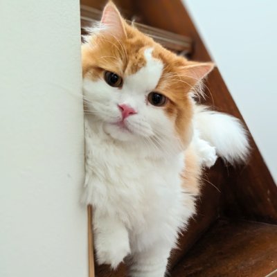 2021年12月5日生まれ→2022年2月11にお迎え→2023年5月6日Twitter開始。元気いっぱいのオスのサイベリアンです🐈 毎日カワイイねこ様の写真を発信してます📸 お気軽にFollowしてくださいね😺