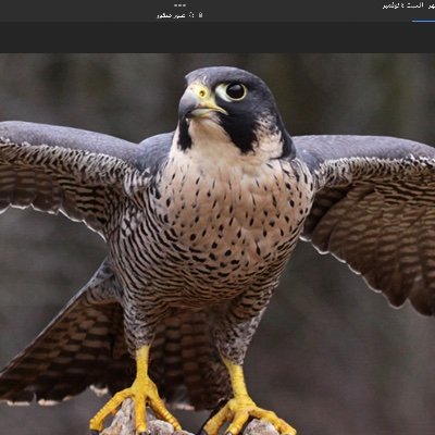 alaaBOG01's profile picture. https://t.co/DvOPxQyiec مالك المعرف الفريد الوحيد في العالم تمت سرقته بما فيه من الارزاق اللتي رزقنا الله بها من قبل عصابه اجراميه  تمتهن الاجرام مجرده من الانسانيه تمام