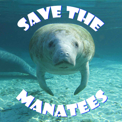 November is Manatee Awareness Month! Learn what you can do to help the gentle giants of our tropical coasts. (Not affiliated with anyone I just like sea cows)