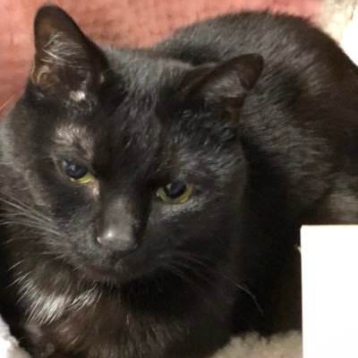 友人の保護猫施設がピンチになっています。猫達の命がかかってますので、必死にツイートさせてもらってます。無言フォロー失礼します。良かったらフォロー宜しくお願いします。保護活動手伝ってます。立花さんも頑張って応援📣します。