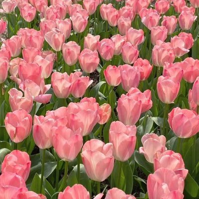 ZalZaleha's profile picture. Medical Graduate , and twitter is all bout my random thoughts . Don't get triggered .