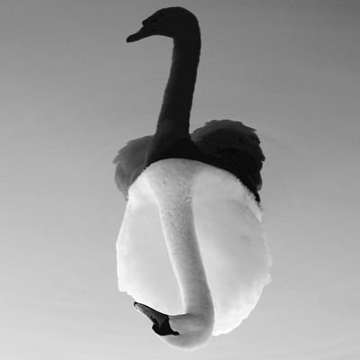 petitclove's profile picture. 