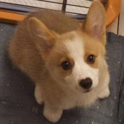 My Corgi is so cute!!!! Like handsome guys and beauties🤣,pets,cartoons(KHR is my favorite🤗),cooking,drawing and sports~happy to make friends with you!