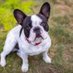 French Bulldog Lover (@frenchbulldog_f) Twitter profile photo French Bulldog Lover (@frenchbulldog_f) Twitter profile photo