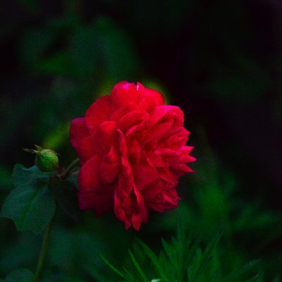 xiaojiangw9017's profile picture. 