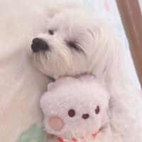 🐹ིྀYUKI🍎 ᴇᴄʜᴏ 🩵🩷💛 (@yukipomme714) 's Twitter Profile Photo