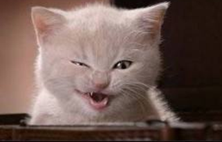 Project Lead the Way teacher at CR Washington.  I enjoy piano, reading historical novels, British comedy and cats.