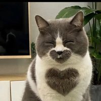 Why own a cat (@whyownacat) 's Twitter Profile
