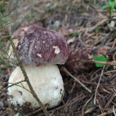 degasperi70's profile picture. 