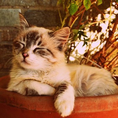 Pyronix__'s profile picture. 