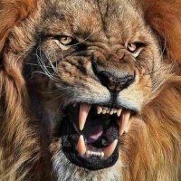 randu 12 (@12_randu) 's Twitter Profile