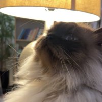 Sami Albalawi (@s212w) 's Twitter Profile