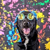 RavensJoint (@ravensjoint) 's Twitter Profile