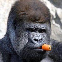 𓅓𓍯𓂋𓇋 (@mori_strength_) 's Twitter Profile Photo 𓅓𓍯𓂋𓇋 (@mori_strength_) 's Twitter Profile Photo