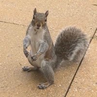 Iw Robs (@iwandroberts) 's Twitter Profile