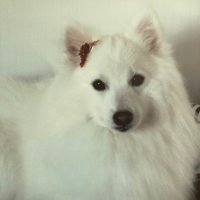 まきお (@bluepetershiro) 's Twitter Profile