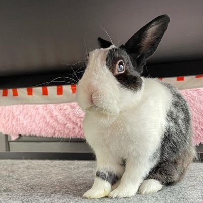 ujhgjhhbh72203's profile picture. 無限のエネルギーと愛らしい垂れ耳であなたの心に飛び込みます。