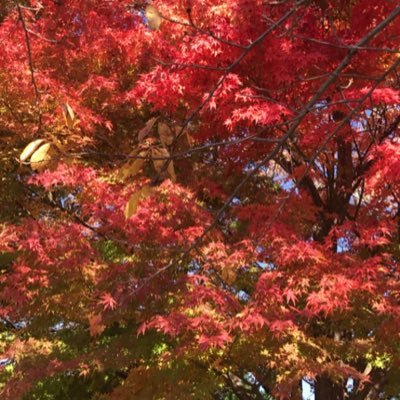 DeftechWe's profile picture. Los Angeles Dodgers 千葉ロッテ　Def Tech