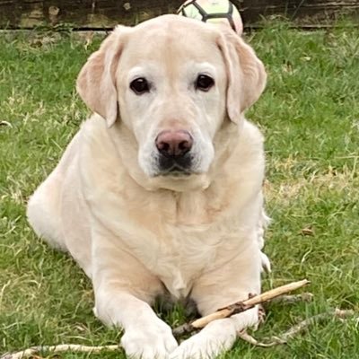 giraffe0477's profile picture. Mother, Avid Reader, Crochet, and Tech Geek