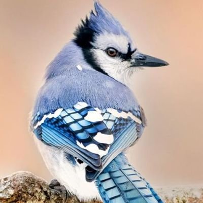 _Birds_rGreat_ Profile Picture