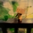 kawasakiRide's profile image