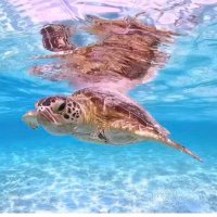 りょうか (@mymxnknainjtoom) 's Twitter Profile Photo