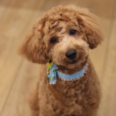 2023年4月に家族が増えました。ボロニーズ×トイプードルのmix犬「那智」(男の子・現在2歳)。全くの初心者飼い主で四苦八苦しながら試行錯誤中。色々と勉強のため、また情報収集のために犬アカを作りました。宜しくお願い致します。