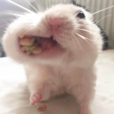 fatimshal's profile picture. 