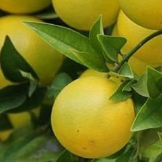 Tachibana (not genetically modified).
Maybe it's not a tachibana (citrus fruit).
Probably not edible.
gender identity: citrus
sexual orientation: self pollinati