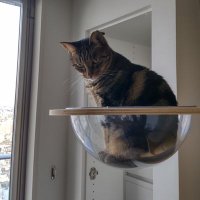 猫🐈投資家二年生SPXL・TQQQ💹 (@iduuoyte0y54879) 's Twitter Profile