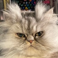FaithMaker (@conquestvi2036) 's Twitter Profile