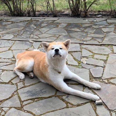 0xSomska's profile picture. Inu degen sniping for hot narratives.