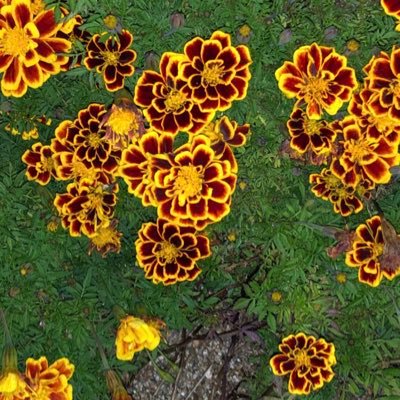 DuckG1024's profile picture. ☘️🦋